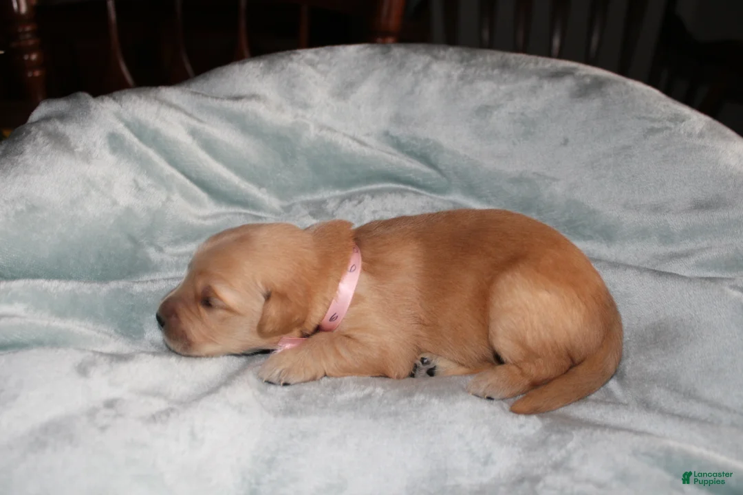 Golden Retriever dogs for sale: Golden Retriever Puppy 6 - Ad 2