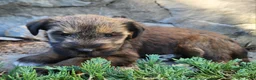 Mixed Breed dogs for sale: Bear - Ad 4