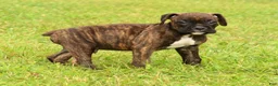 Boxer dogs for sale: Ebony - Ad 7