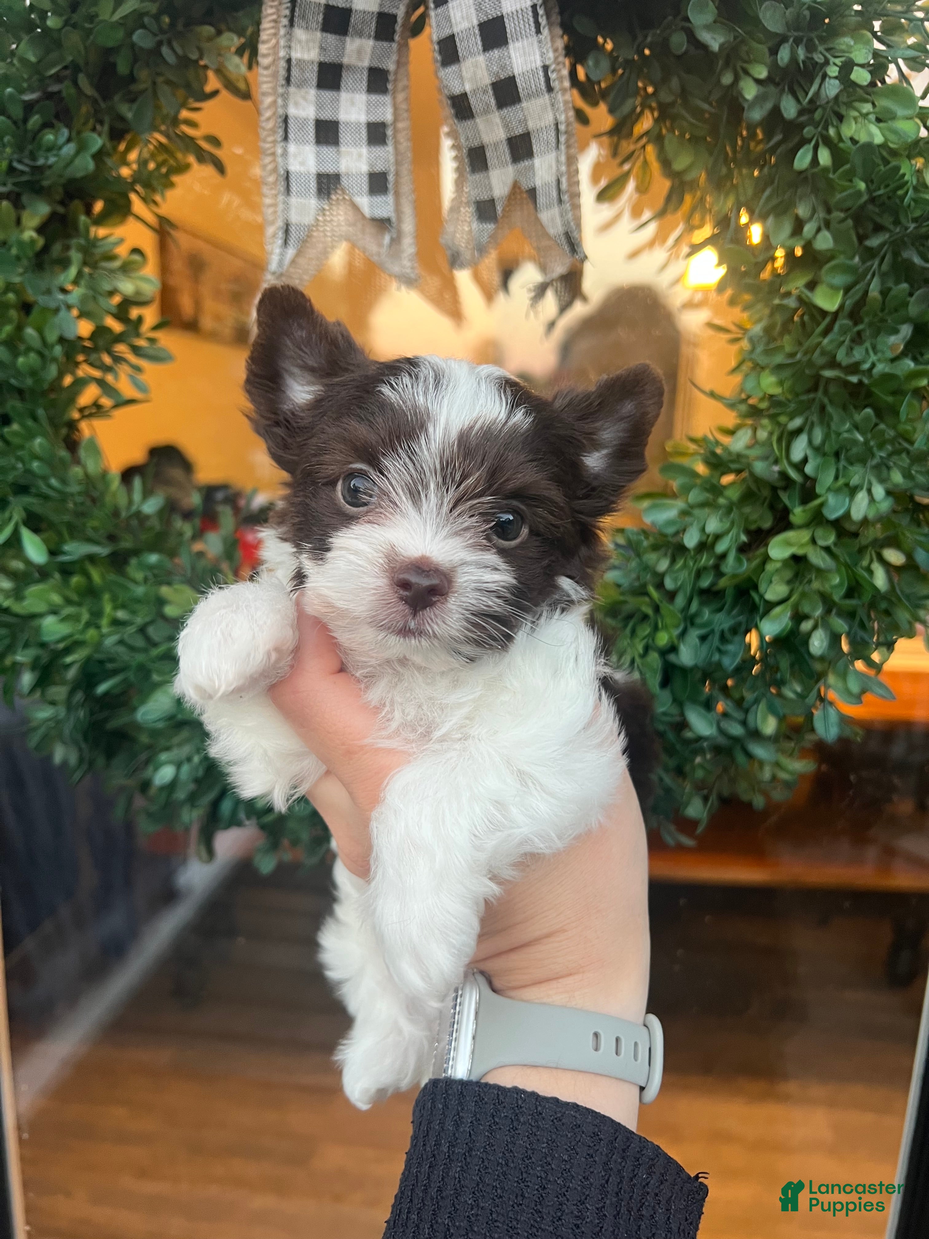 Yorkshire Terrier dogs Yorkshire Terrier 1 - Ad 27
