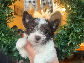Yorkshire Terrier dogs Yorkshire Terrier 1 - Ad 27