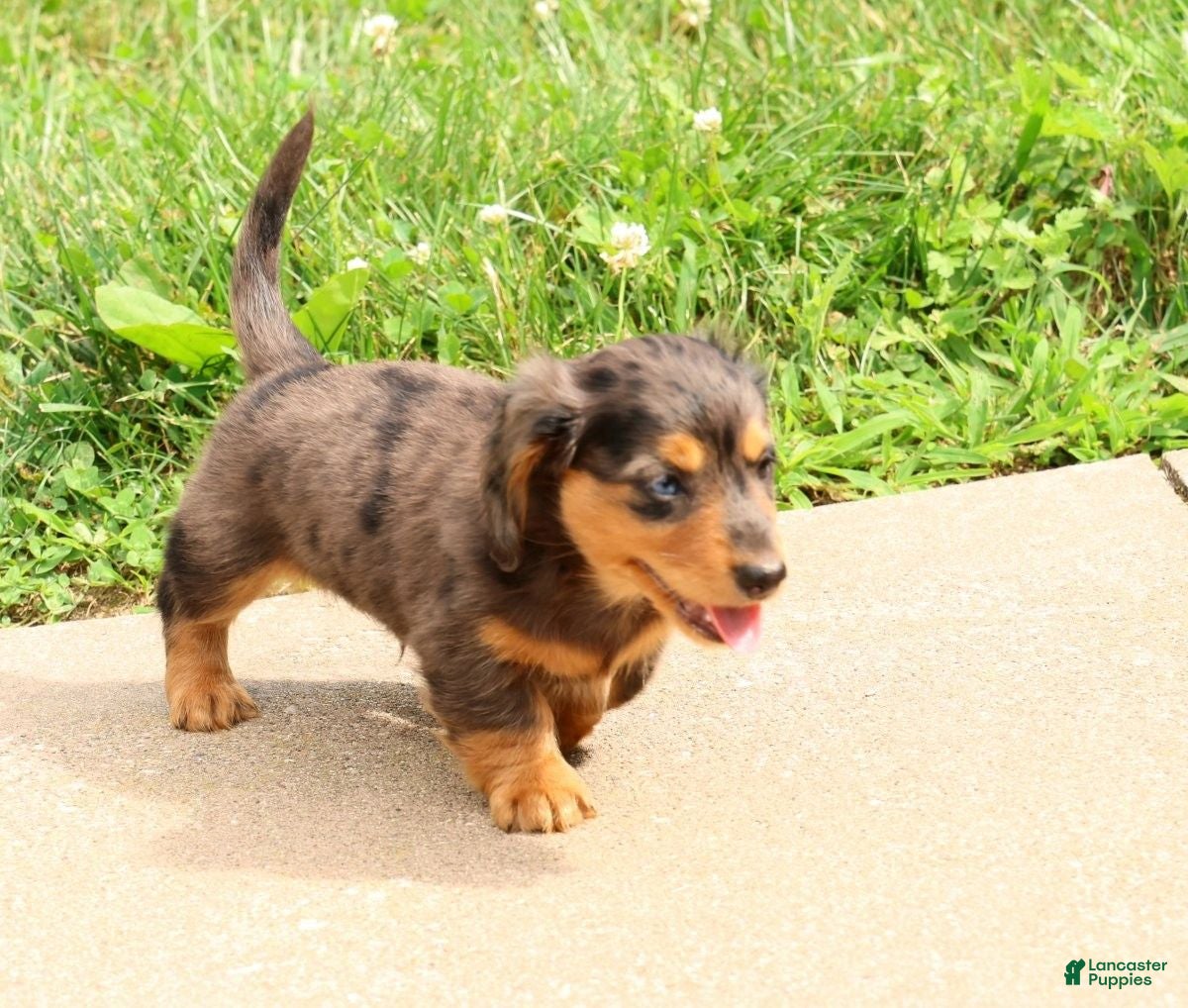 Miniature Dachshund dogs Thomas - Ad 2