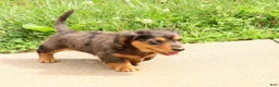 Miniature Dachshund dogs for sale: Thomas - Ad 2