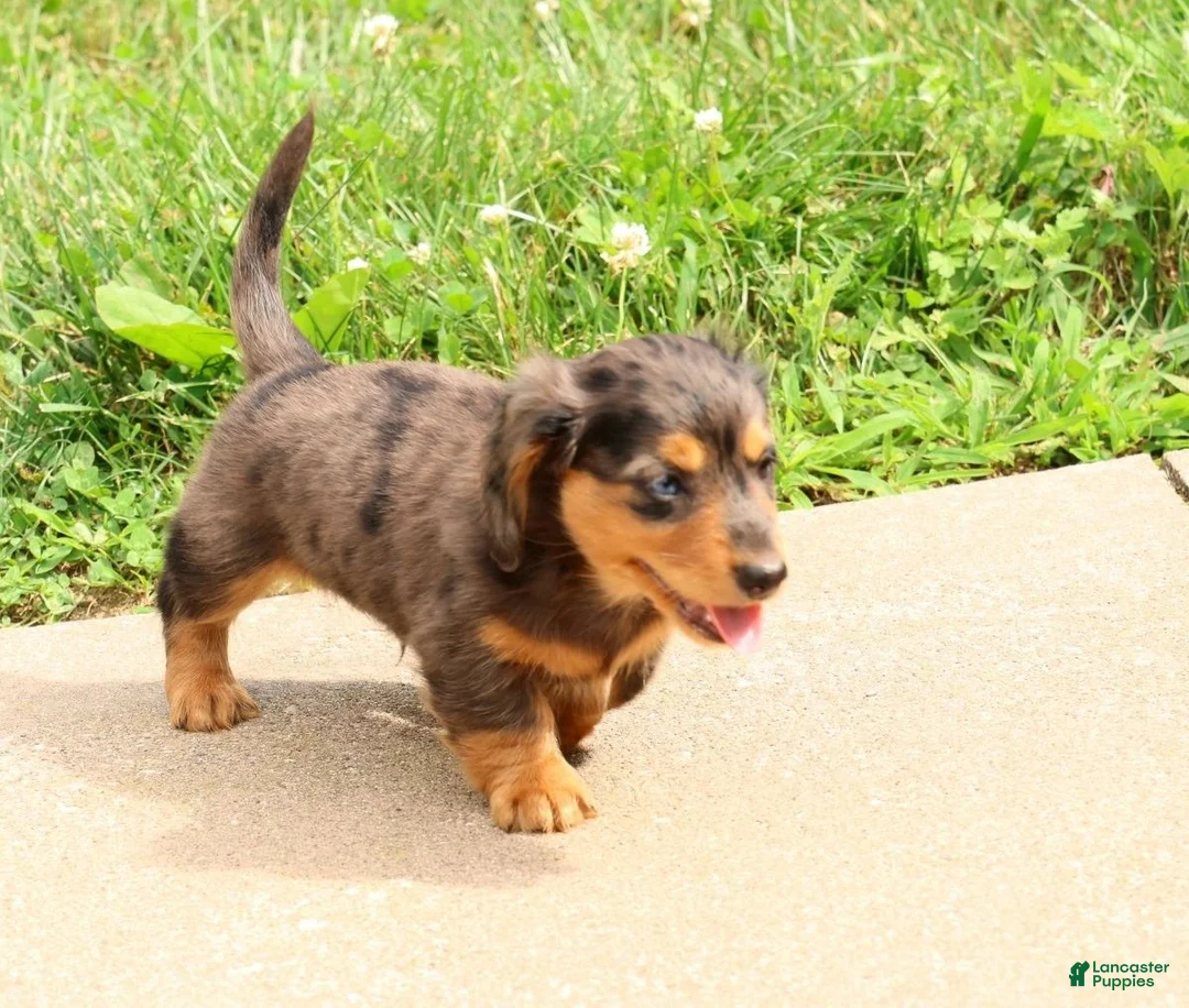 Miniature Dachshund dogs for sale: Thomas - Ad 2