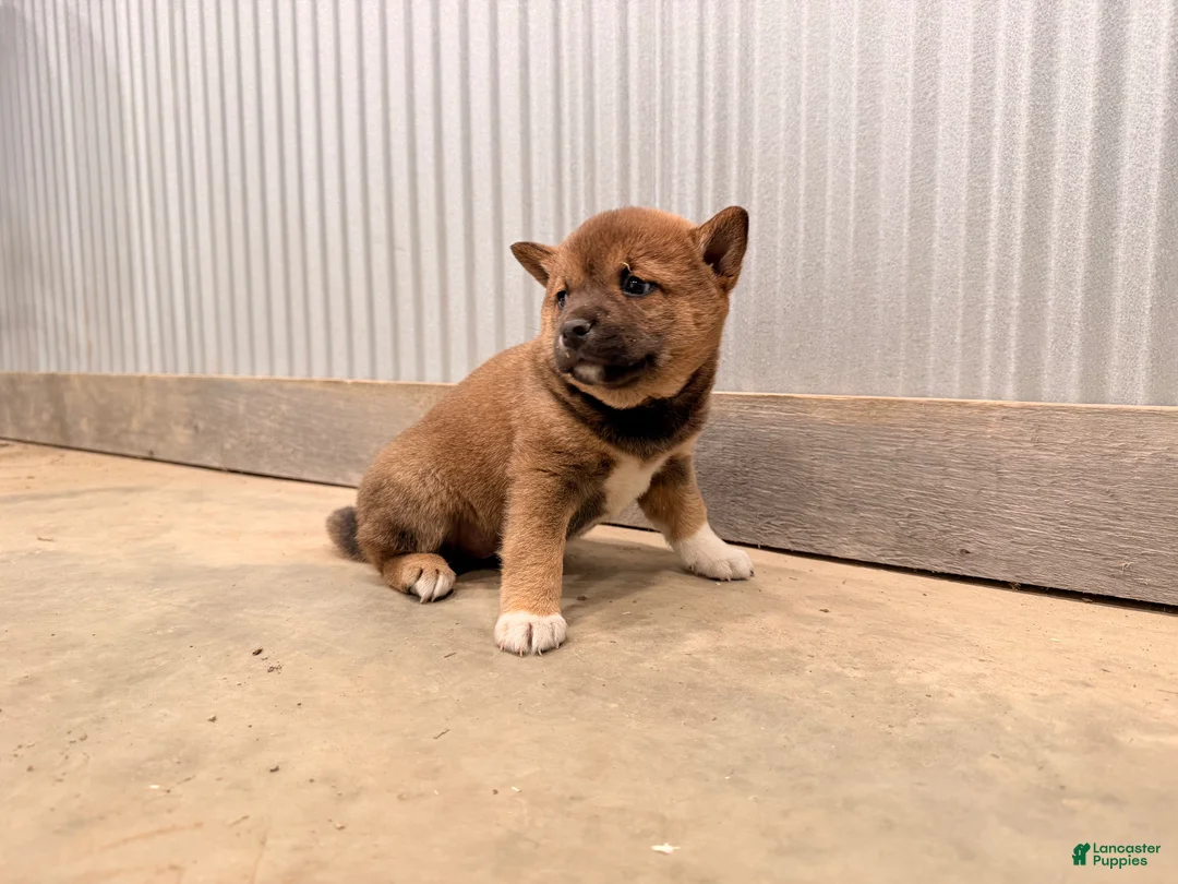 Shiba Inu dogs for sale: Shiba Inu Puppy 2 - Ad 2