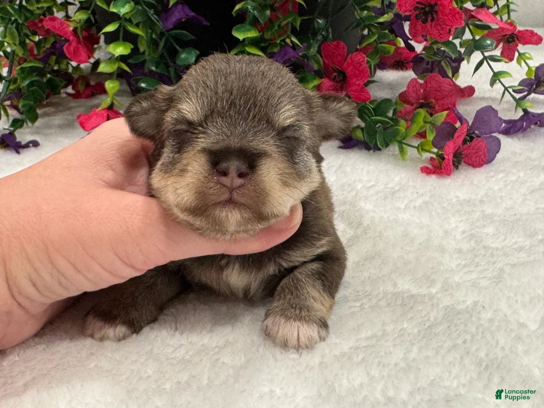 Miniature Schnauzer dogs for sale: Miracle Female 2 - Ad 2