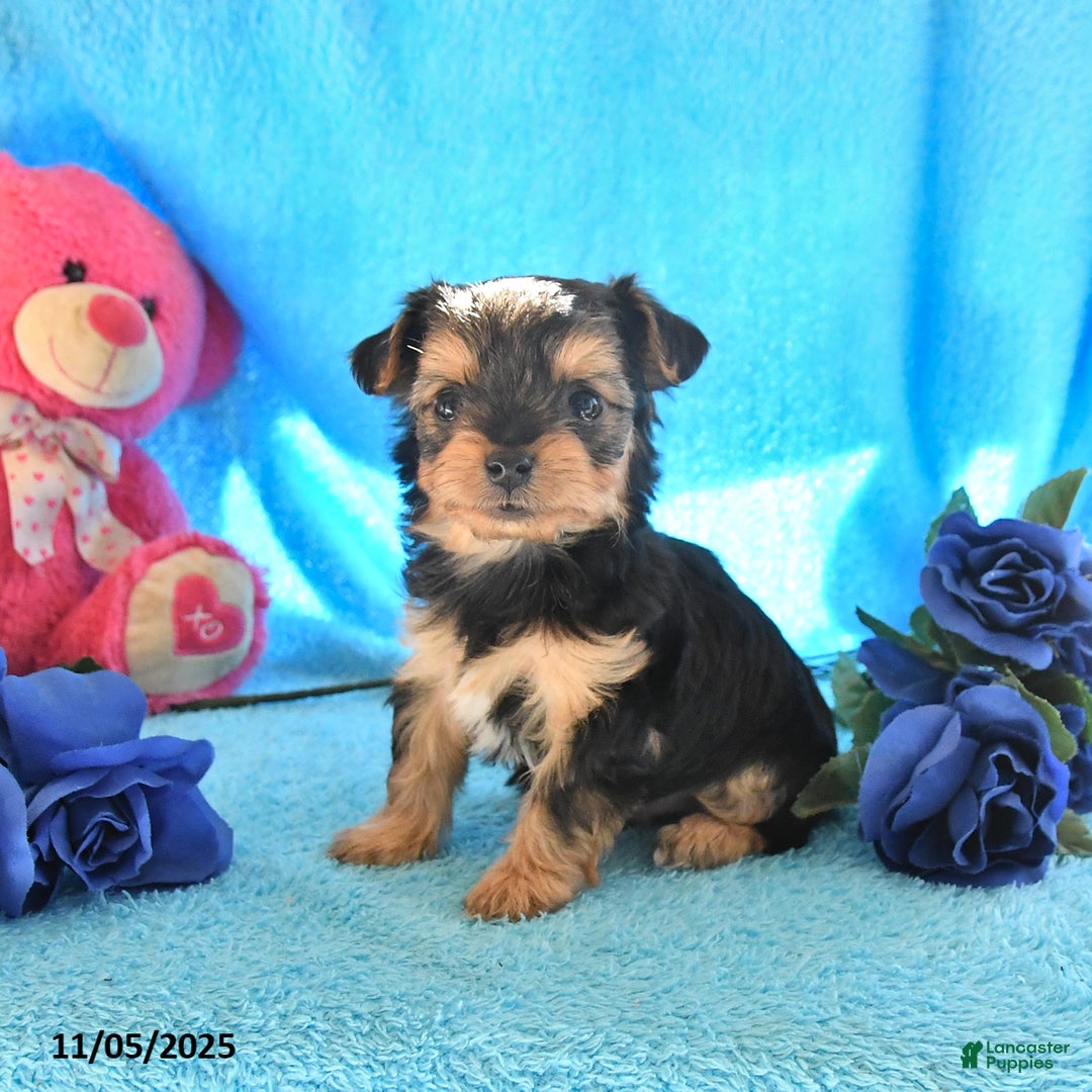 Yorkshire Terrier dogs for sale: Johnny - Ad 2