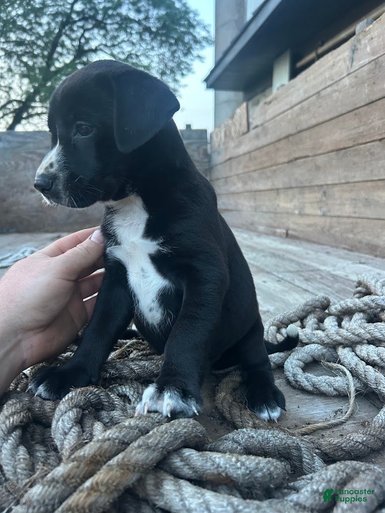 Mixed Breed dogs Sally - Ad 1