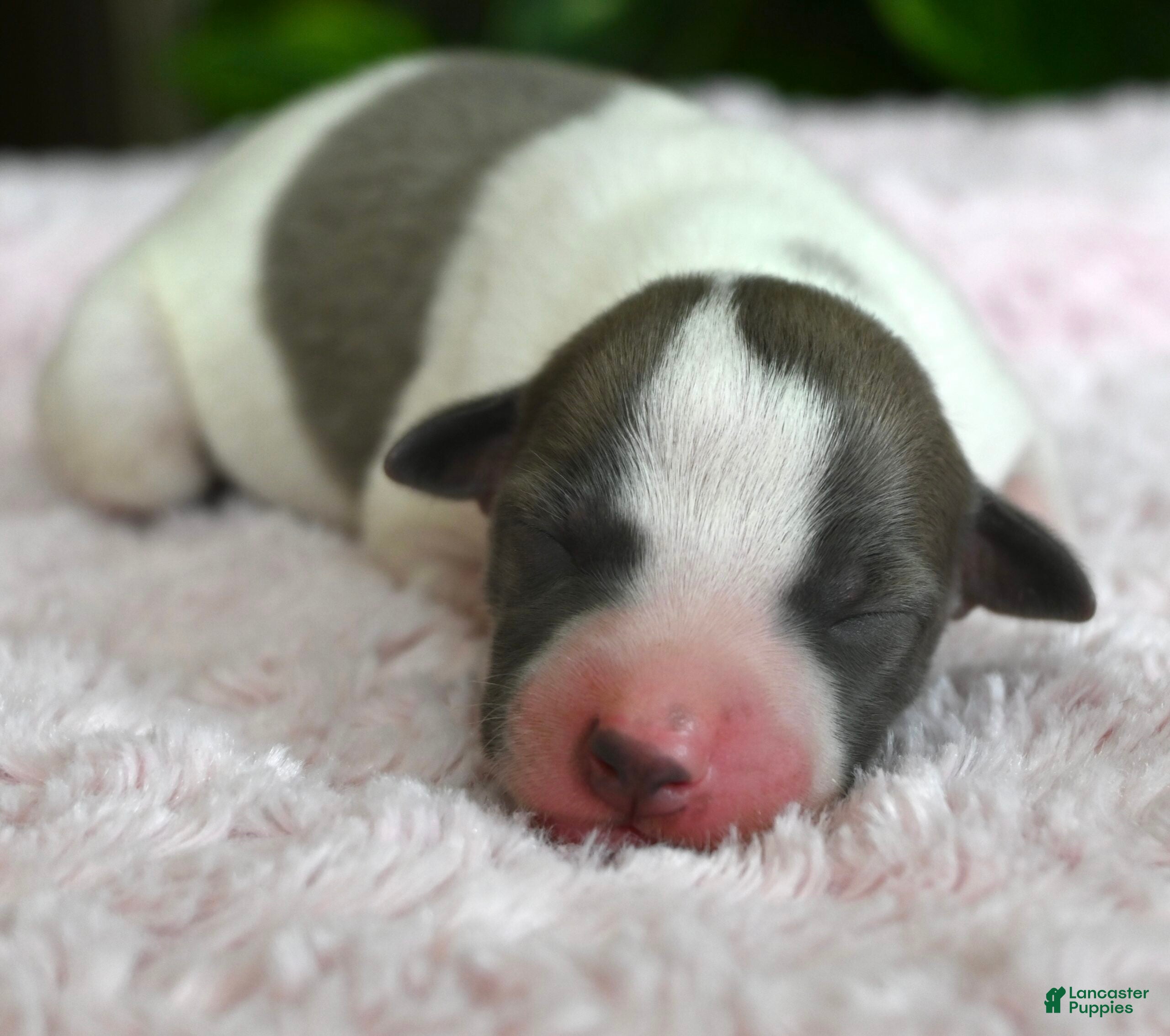 Whippet dogs Gracie - Ad 2