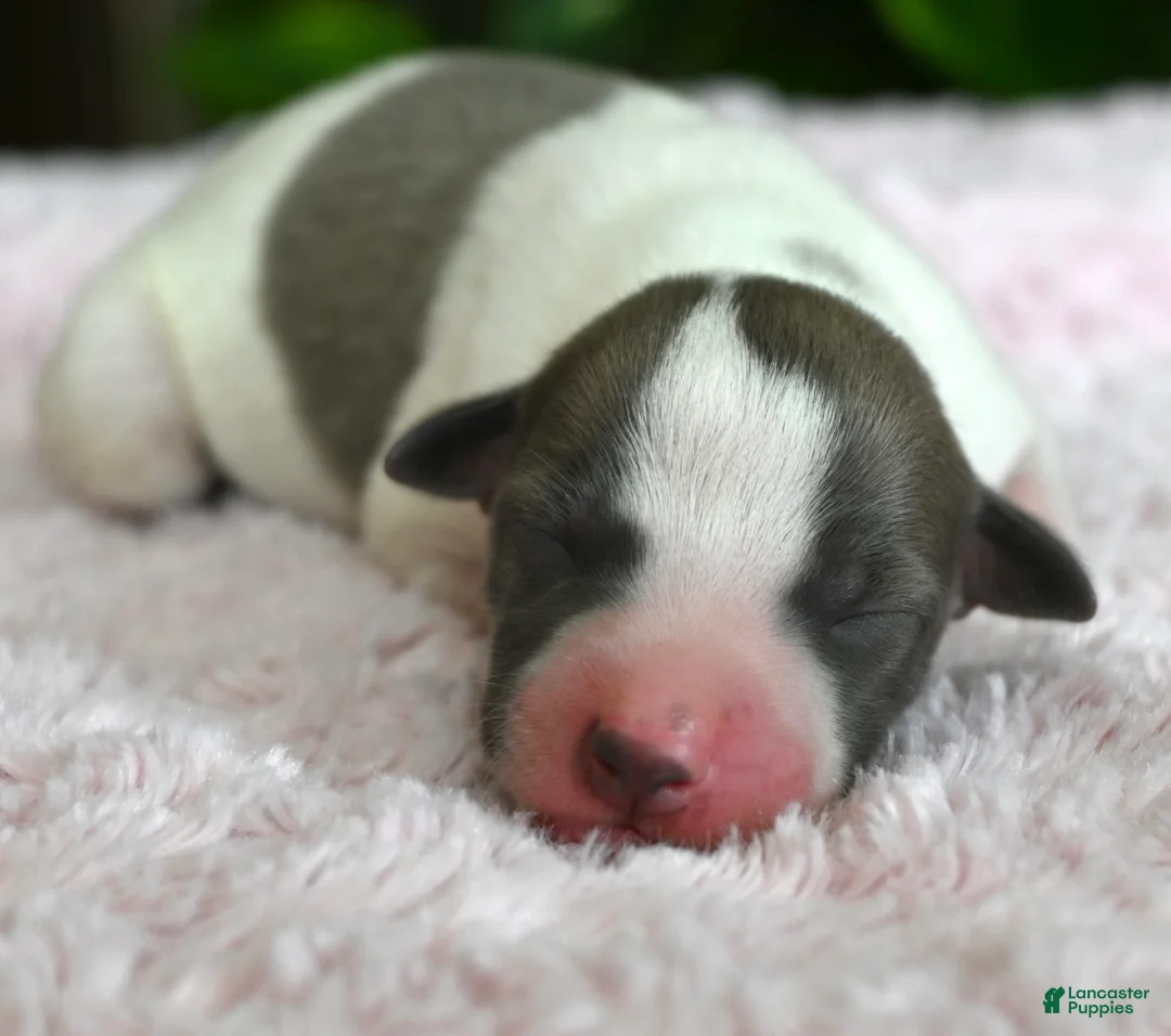 Whippet dogs for sale: Gracie - Ad 2