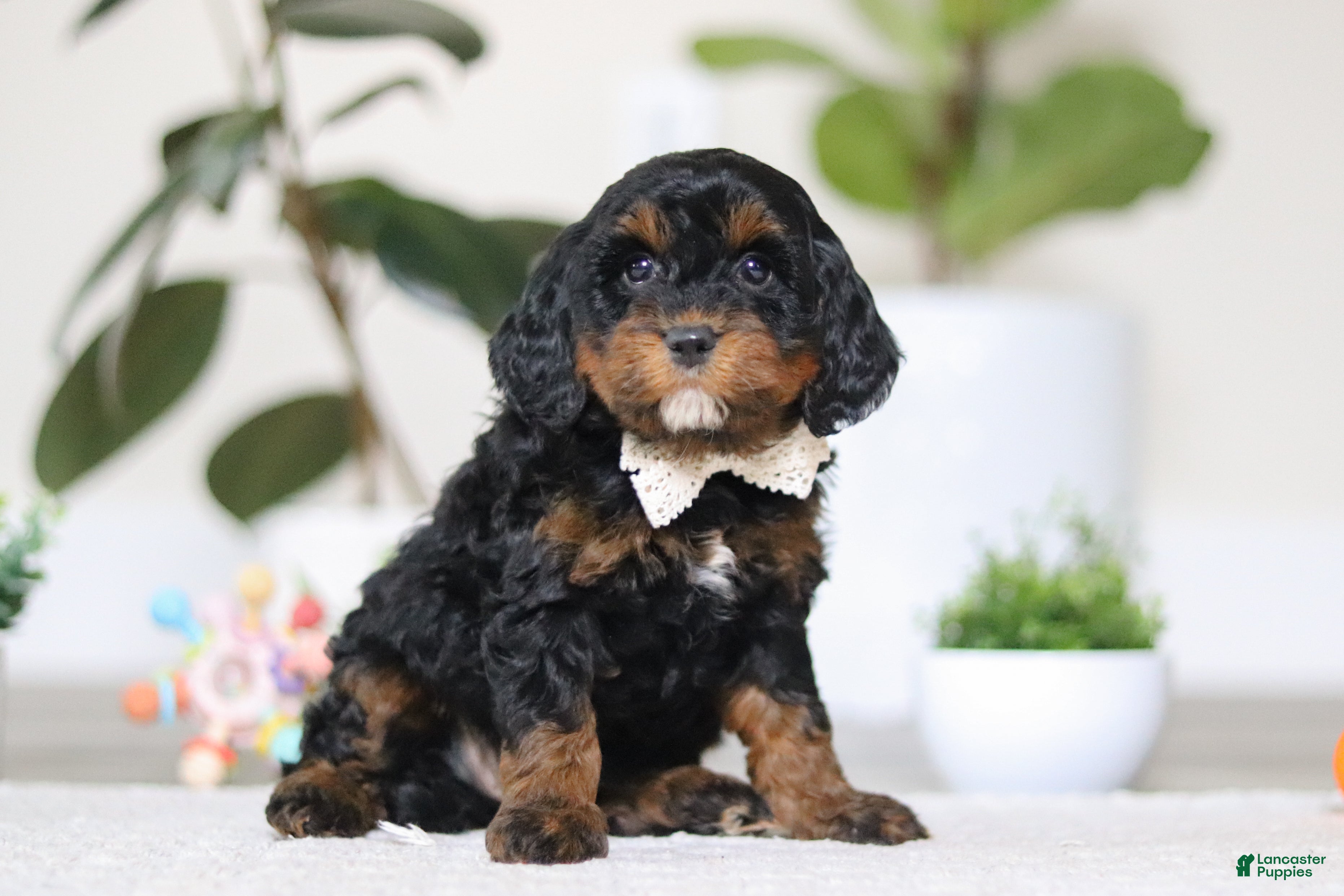Cockapoo dogs Harper - Ad 2