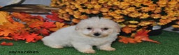 Teddy Bear dogs for sale: Nicole - Ad 2