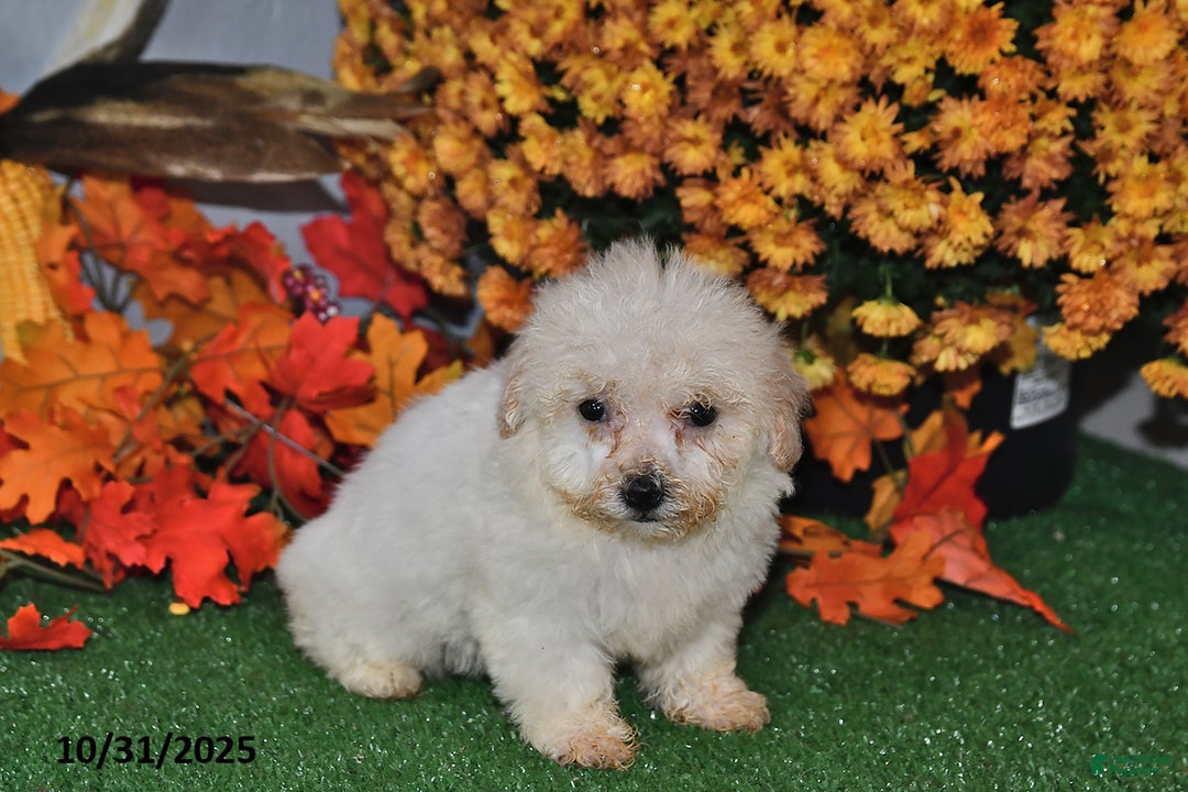 Teddy Bear dogs for sale: Nicole - Ad 2