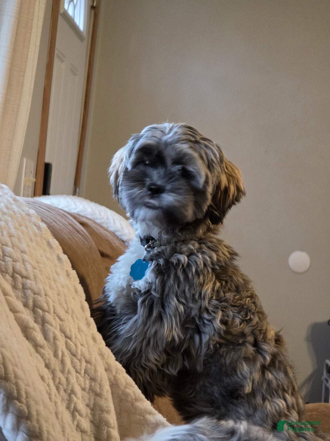 Mixed Breed dogs for sale: Mixed Breed Puppy 2 (Lincoln) - Ad 2