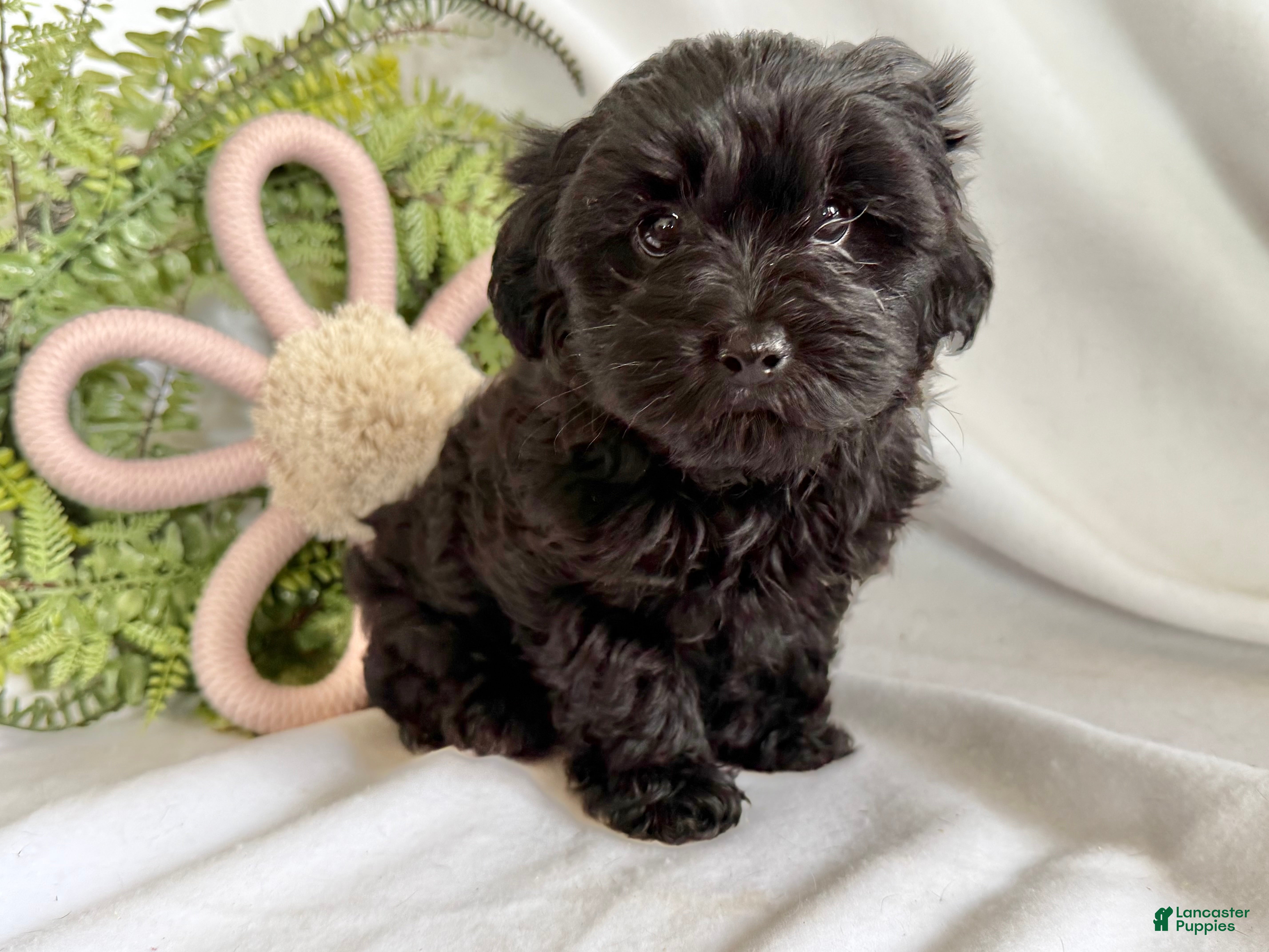 Yorkiepoo dogs Midnight - Ad 1
