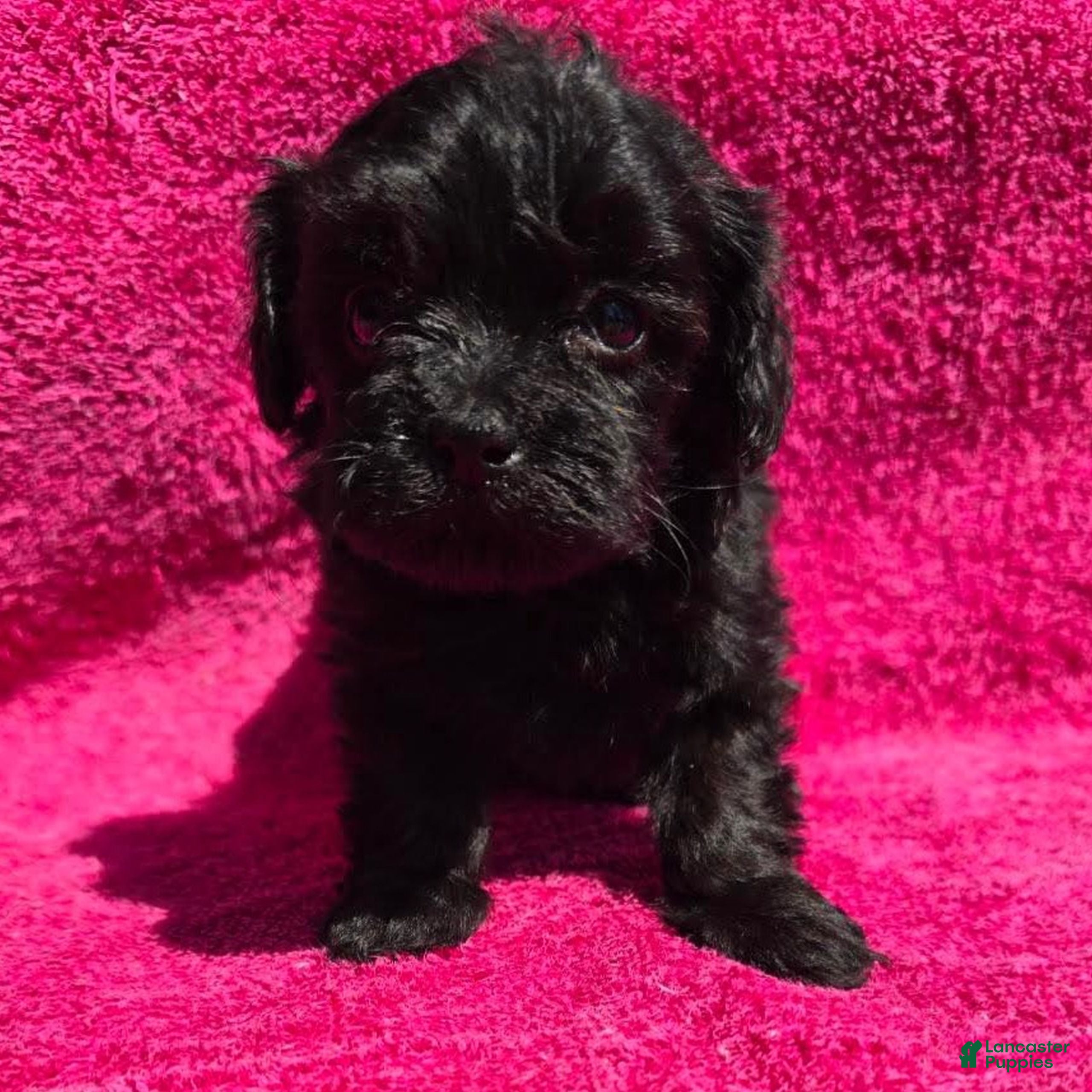 Morkie dogs Florry  - Ad 7