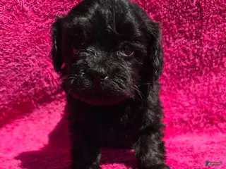Morkie dogs Florry - Ad 7