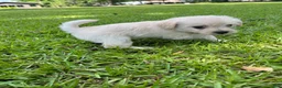 Westiepoo dogs for sale: Maple - Ad 2