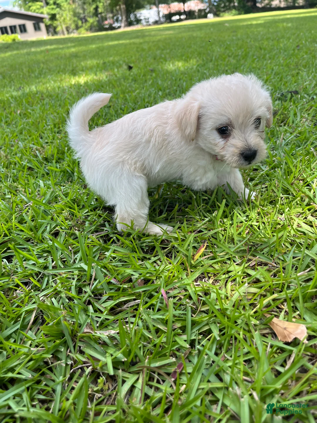Westiepoo dogs for sale: Maple - Ad 2