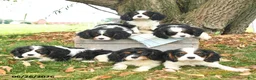 Cavalier King Charles Spaniel dogs for sale: Keller - Ad 4
