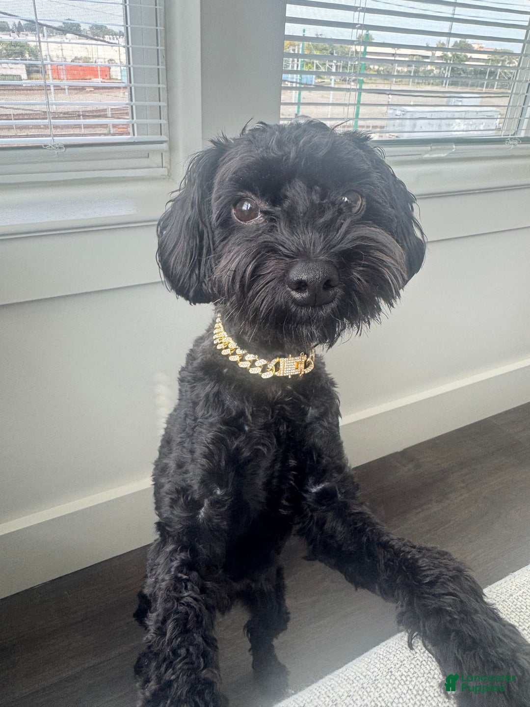 Yorkiepoo dogs for stud: Yorkiepoo - Ad 10