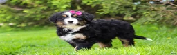 Bernese Mountain Dog dogs for sale: Amelia - Ad 8