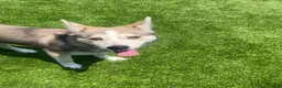 Alaskan Klee Kai dogs for sale: Vermithor (The Bronze Fury) - Ad 7