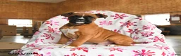 Boxer dogs for sale: Muffin - Ad 2