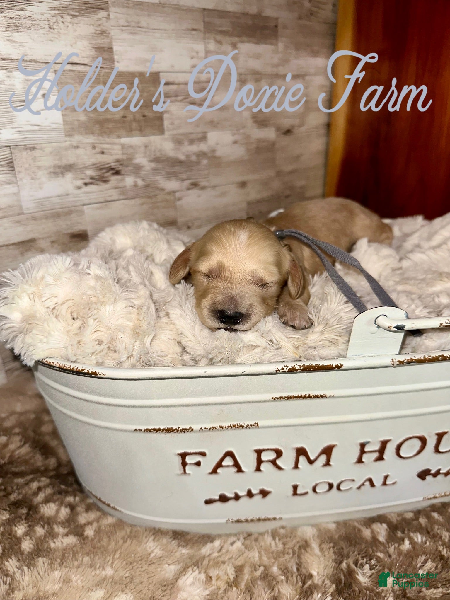 Miniature Dachshund dogs Sleepy  - Ad 8