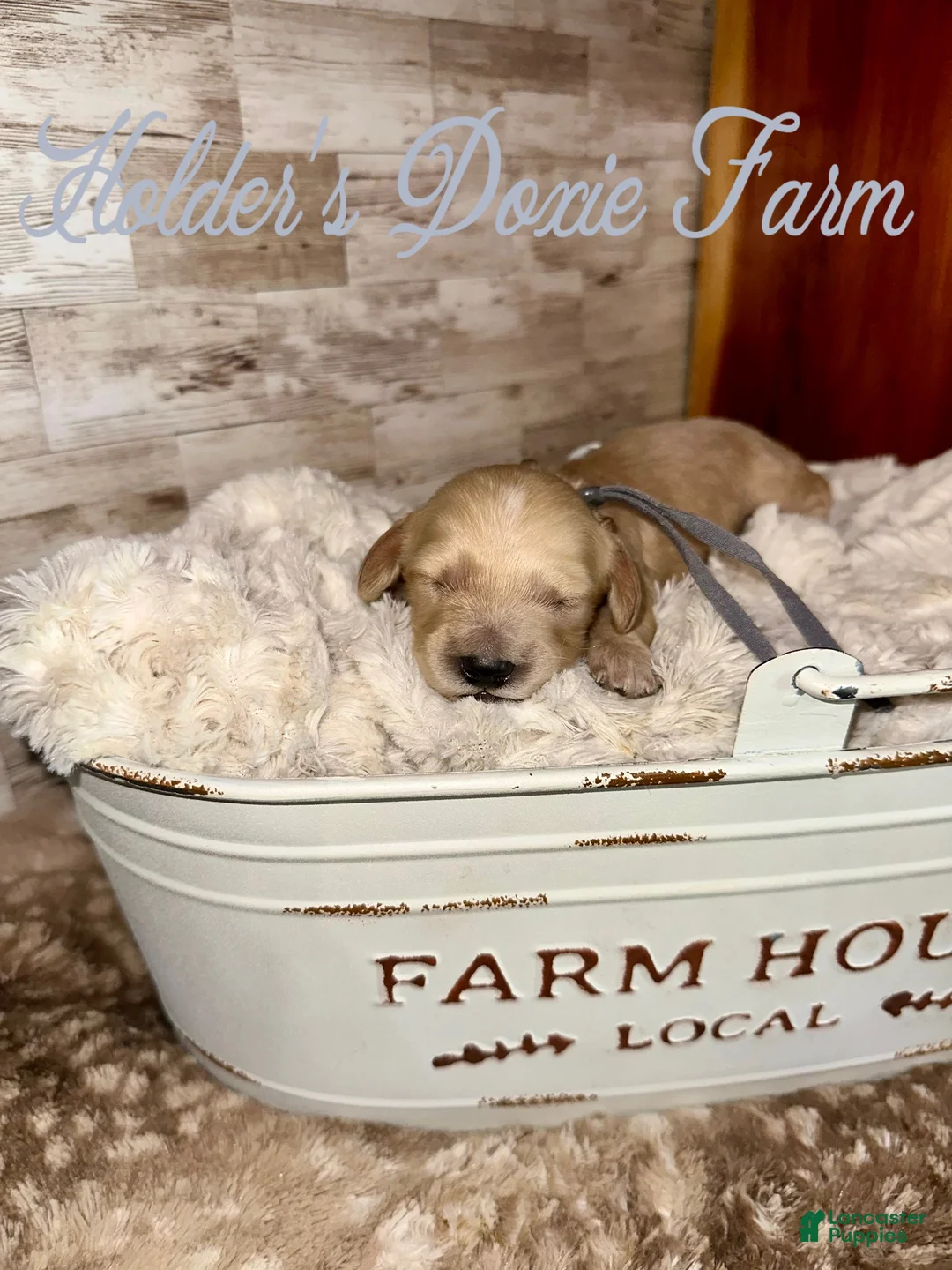 Miniature Dachshund dogs for sale: Sleepy  - Ad 2