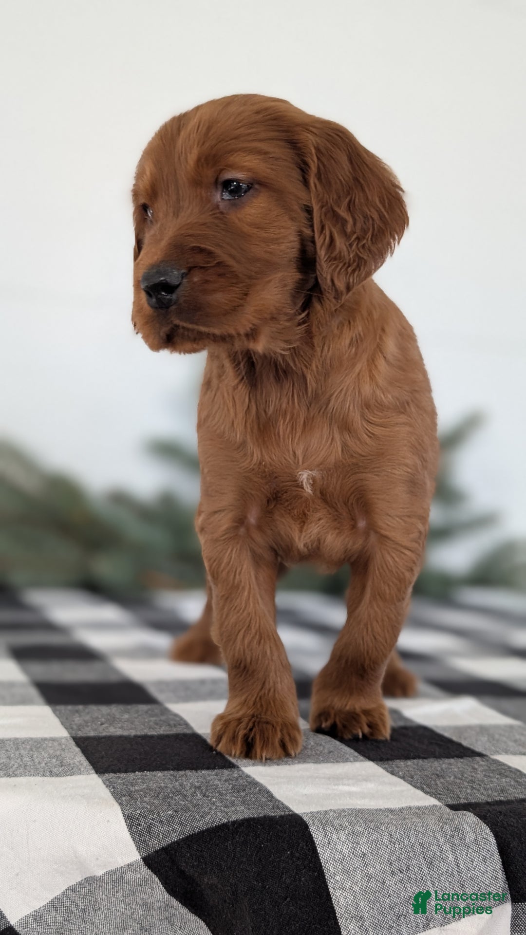 Irish Setter dogs for sale: Echo - Ad 7
