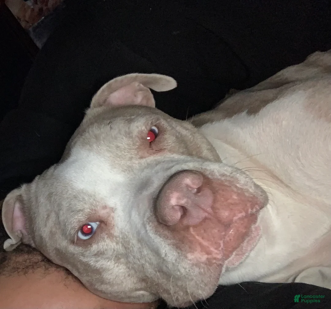 Mixed Breed dogs for sale: Lambo - Ad 2