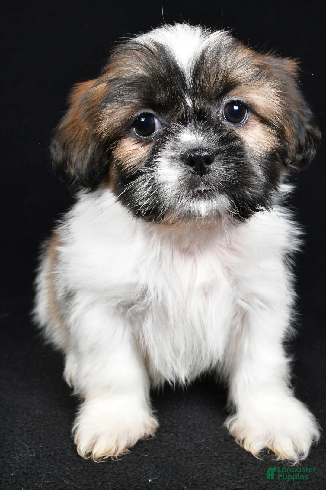 Shih Tzu dogs for sale: Bailey - Ad 7