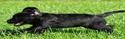 Labradoodle dogs for sale: Sasha - Ad 4