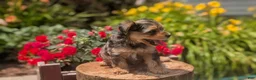 Yorkiepoo dogs for sale: Zoey - Ad 3