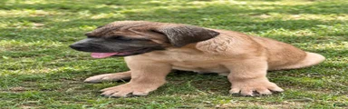 Cane Corso 2