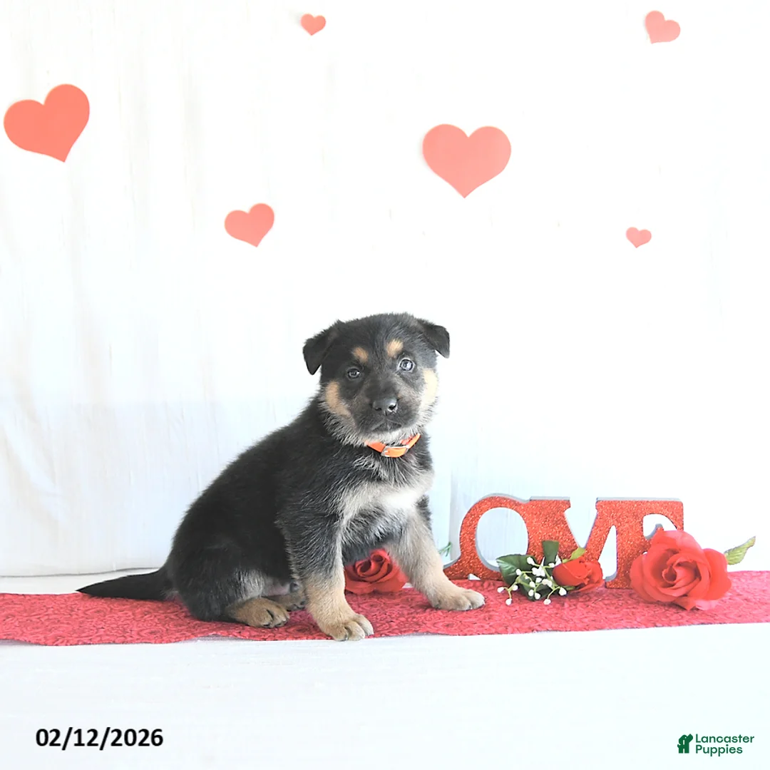 German Shepherd dogs for sale: Skylor - Ad 5