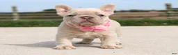 French Bulldog dogs for sale: Miranda - Ad 1
