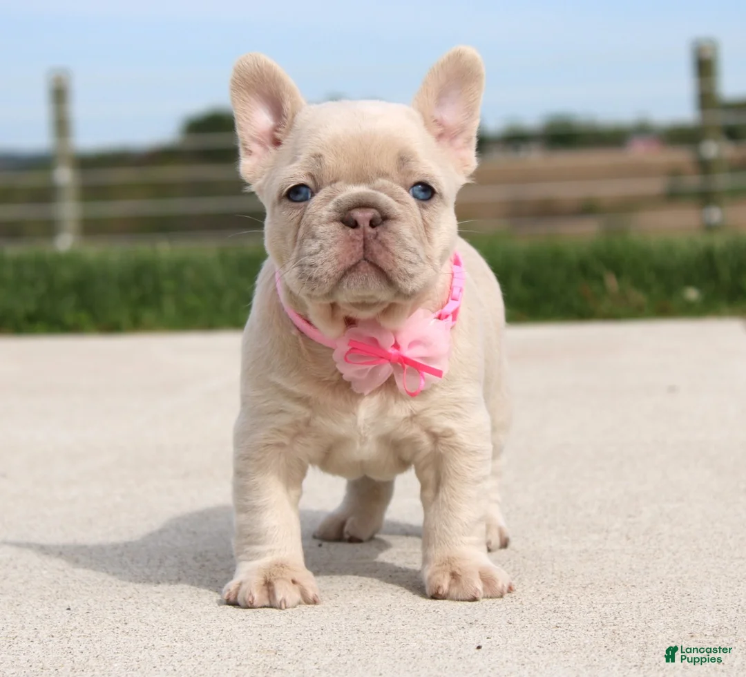 French Bulldog dogs for sale: Miranda - Ad 1