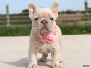 French Bulldog dogs for sale: Miranda - Ad 1