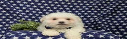 Bichon Frise dogs for sale: Body - Ad 5