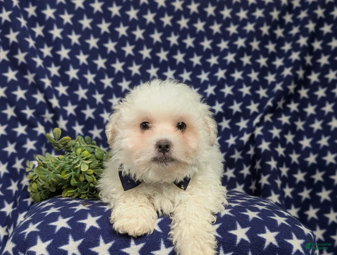 Bichon Frise dogs for sale: Body - Ad 5