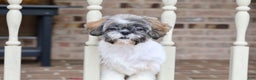 Shih Tzu dogs for sale: Snickers (Neutered) - Ad 9