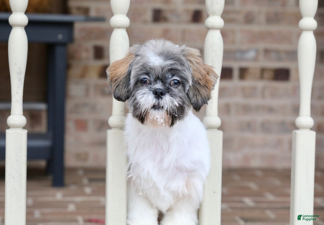 Shih Tzu dogs for sale: Snickers (Neutered) - Ad 9