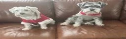 Miniature Schnauzer dogs for sale: Miniature Schnauzer 6 Grace - Ad 2