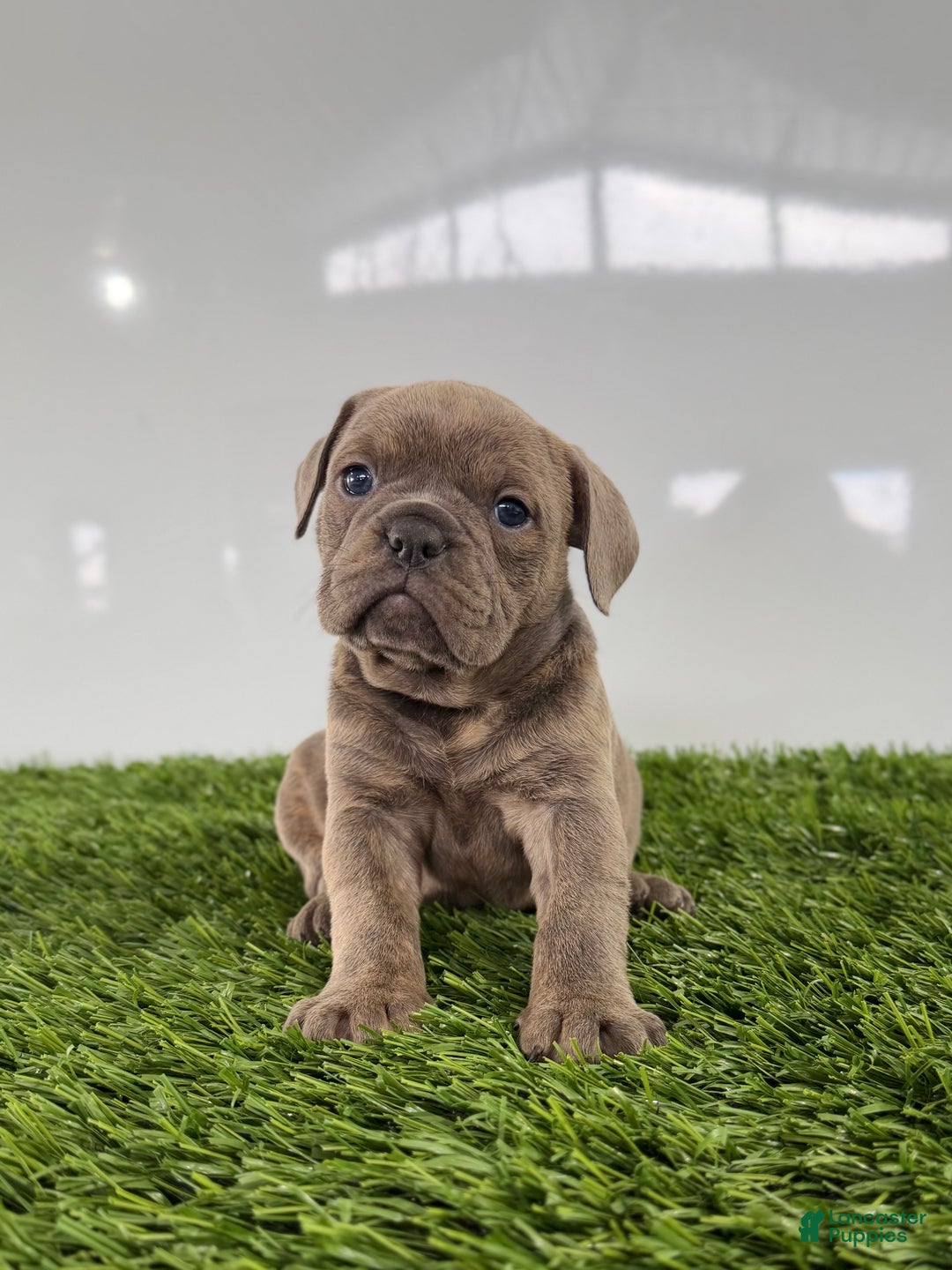 Olde English Bulldogge dogs for sale: Teela - Ad 2