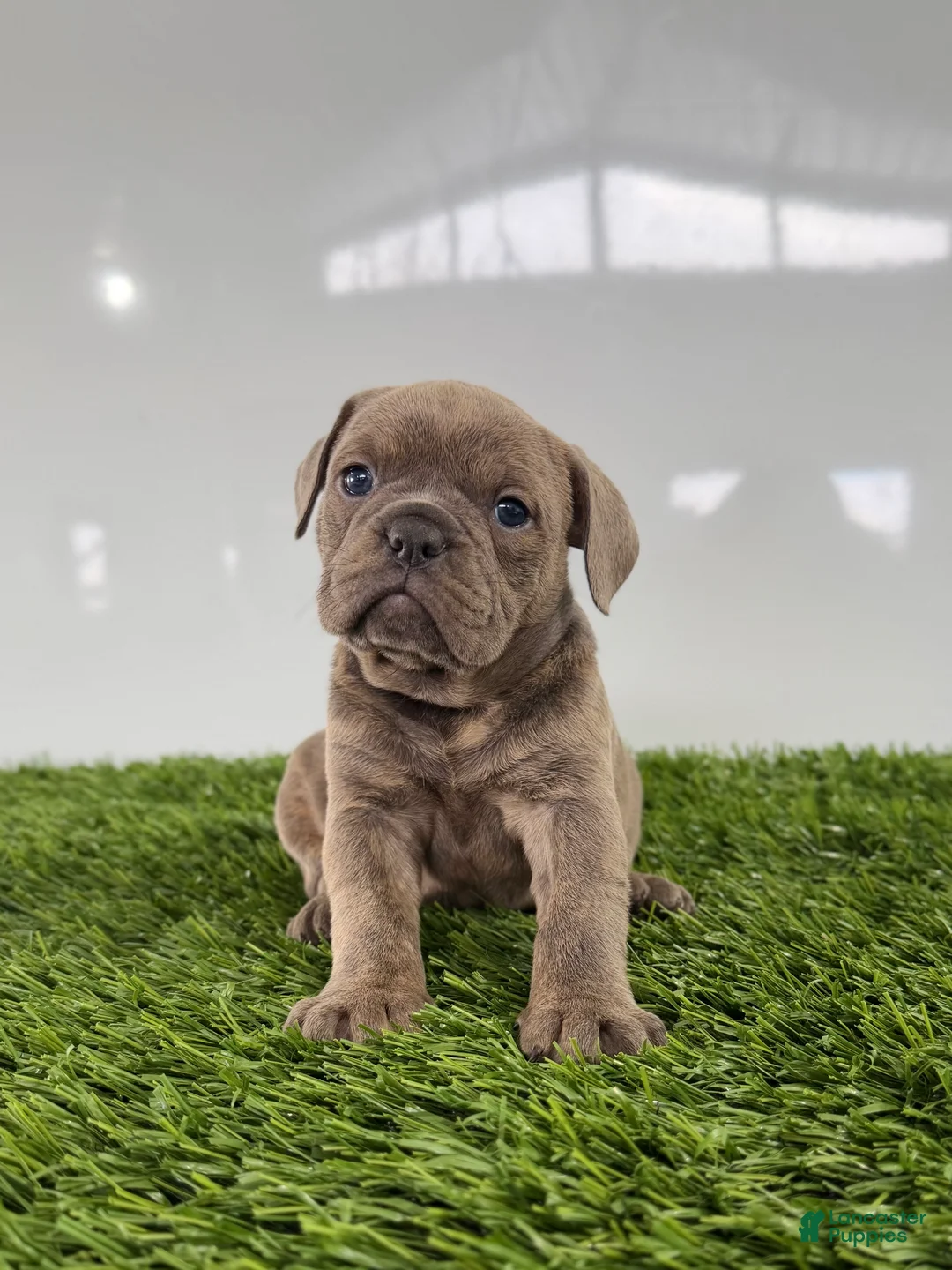Olde English Bulldogge dogs for sale: Teela - Ad 2