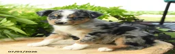 Australian Shepherd dogs for sale: Phoebe - Ad 3