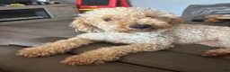 Mini Goldendoodle dogs for sale: Mini Goldendoodle 1 blue - Ad 3