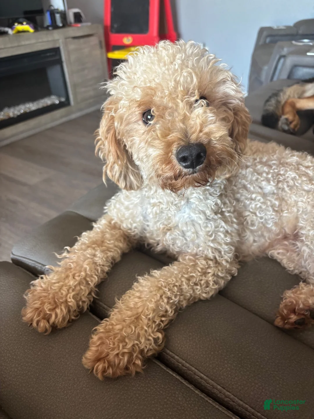Mini Goldendoodle dogs for sale: Mini Goldendoodle 1 blue - Ad 3